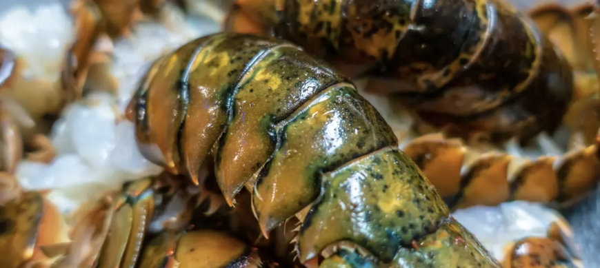 ELEVATE YOUR LOBSTER AND CRAB PROCESSING WITH MAREL GRADERS